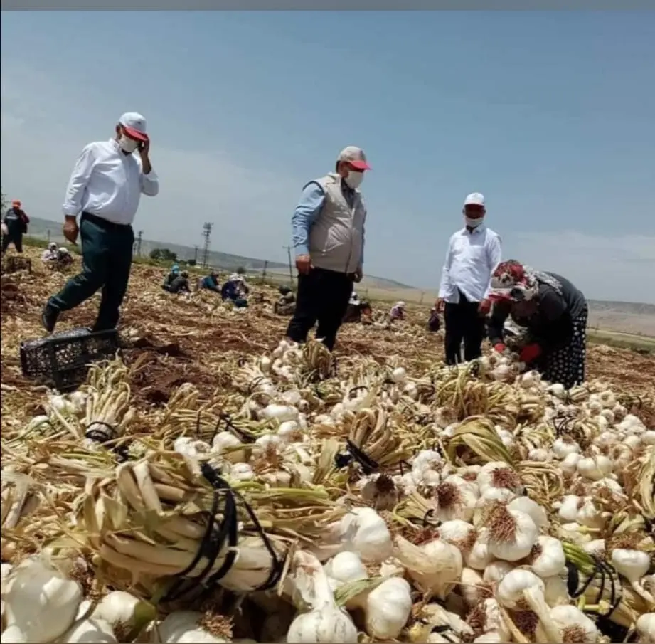 Dokumentierte Knoblauchernte auf dem Feld in Araban