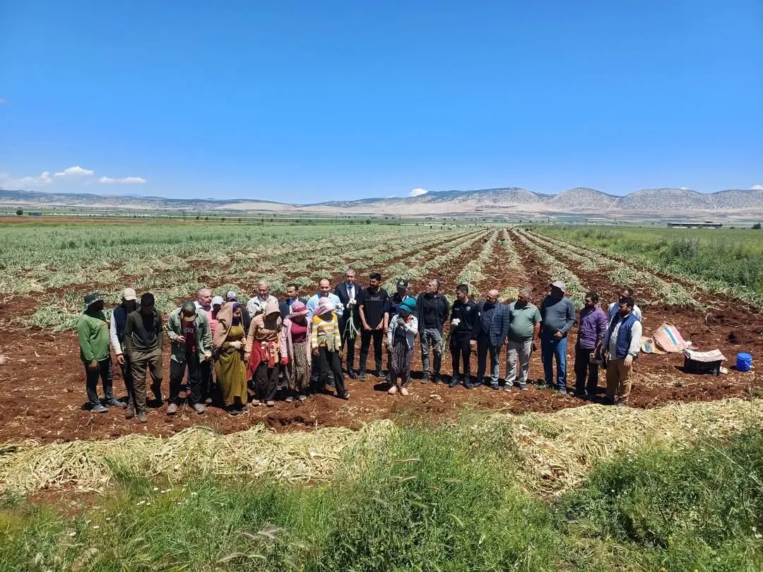 Knoblauchernte und Produzenten auf den Feldern von Araban in Gaziantep